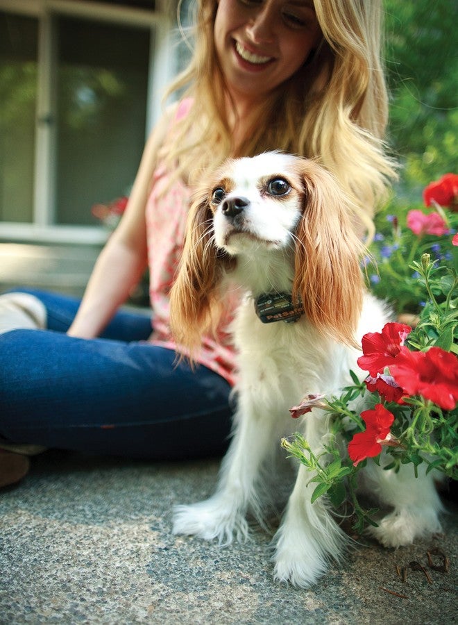 بيت سيف طوق استقبال PetSafe Elite للكلاب الصغيرة، مناسب للكلاب التي يزيد وزنها عن 5 أرطال، مقاوم للماء مع خاصية التنبيه الصوتي والتصحيح الساكن. - Image 4